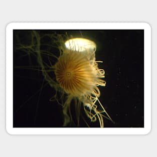 Golden Jellyfish Photo Print And Others Sticker